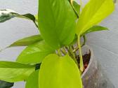 Filodendronai, epipremnum - nuotraukos Nr. 20