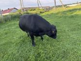 Angus veislės bulius - nuotraukos Nr. 3