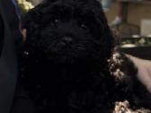 Cavapoo - nuotraukos Nr. 2