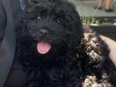 Cavapoo - nuotraukos Nr. 3