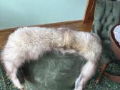 Lapės kailio apykaklė - nuotraukos Nr. 2