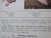 Lietuvos grybai - nuotraukos Nr. 6