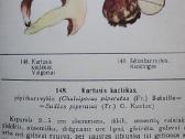 Lietuvos grybai - nuotraukos Nr. 8