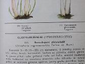 Lietuvos grybai - nuotraukos Nr. 9
