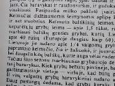 Grybai - nuotraukos Nr. 6
