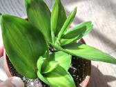 Sansev. trifasciata Hahnii Green Mold Variegated - nuotraukos Nr. 2