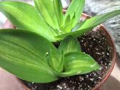Sansev. trifasciata Hahnii Green Mold Variegated - nuotraukos Nr. 3