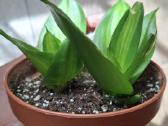 Sansev. trifasciata Hahnii Green Mold Variegated - nuotraukos Nr. 4