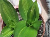 Sansev. trifasciata Hahnii Green Mold Variegated - nuotraukos Nr. 5