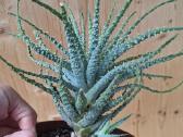 Aloe humilis - nuotraukos Nr. 2