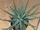 Aloe humilis - nuotraukos Nr. 3