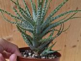 Aloe humilis - nuotraukos Nr. 4