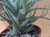 Aloe humilis - nuotraukos Nr. 5