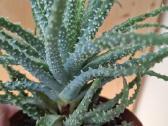 Aloe humilis - nuotraukos Nr. 6