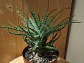 Aloe humilis - nuotraukos Nr. 7
