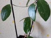 Hoya 's - nuotraukos Nr. 8