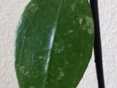 Hoya 's - nuotraukos Nr. 9