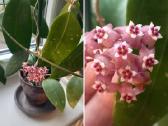 Hoya 's - nuotraukos Nr. 10
