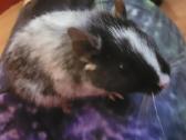 Parduodu Degu - nuotraukos Nr. 2
