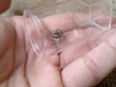 Šokliukai voriukai / Phidippus Regus / Terariumas - nuotraukos Nr. 6
