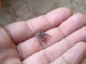 Šokliukai voriukai / Phidippus Regus / Terariumas - nuotraukos Nr. 2