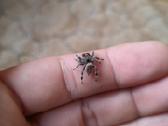 Šokliukai voriukai / Phidippus Regus / Terariumas - nuotraukos Nr. 3