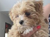 Maltipoo mergytės - nuotraukos Nr. 2