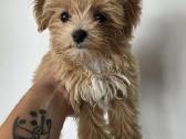 Maltipoo mergytės - nuotraukos Nr. 4
