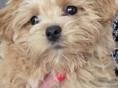 Maltipoo mergytės - nuotraukos Nr. 5