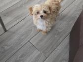 Maltipoo mergytės - nuotraukos Nr. 6