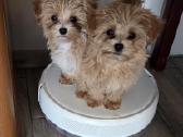 Maltipoo mergytės - nuotraukos Nr. 3