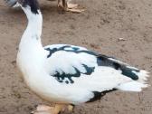 Parduodami įvairių spalvų muskusiniai ančiukai - nuotraukos Nr. 7