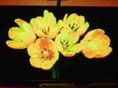 TV Samsung Oled 55" S95b - nuotraukos Nr. 6