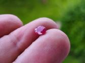 Natūralus rubinas 1.00ct su sertifikatu - nuotraukos Nr. 3