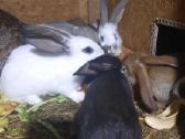 Triusiai - nuotraukos Nr. 3