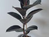 Ficus Elastica Burgundy - nuotraukos Nr. 2
