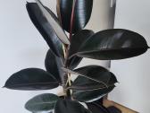 Ficus Elastica Burgundy - nuotraukos Nr. 3