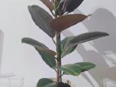 Ficus Elastica Pink Comuflage - nuotraukos Nr. 2