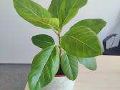 Ficus Audrey - nuotraukos Nr. 2
