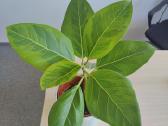 Ficus Audrey - nuotraukos Nr. 3
