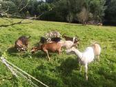 Parduodu ožkas - nuotraukos Nr. 3