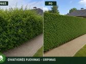 Gyvatvorių, vejos pjovimas, aplinkos tvarkymas - nuotraukos Nr. 2