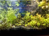 Akvariumai ir reikmenys - nuotraukos Nr. 2