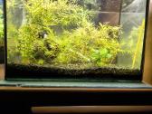 Akvariumai ir reikmenys - nuotraukos Nr. 3