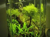 Akvariumai ir reikmenys - nuotraukos Nr. 4