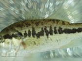 Žuvys mailius Largemouth bass Didžiaburnis ešerys - nuotraukos Nr. 2
