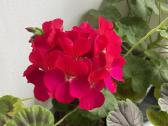 Pelargonijos - nuotraukos Nr. 2