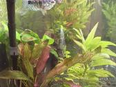 Akvariumas 200l - nuotraukos Nr. 2
