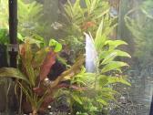 Akvariumas 200l - nuotraukos Nr. 3