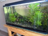 Akvariumas 200l - nuotraukos Nr. 4